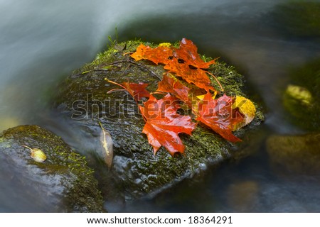Colorfull Autumn leaves isolated over flowing river water background