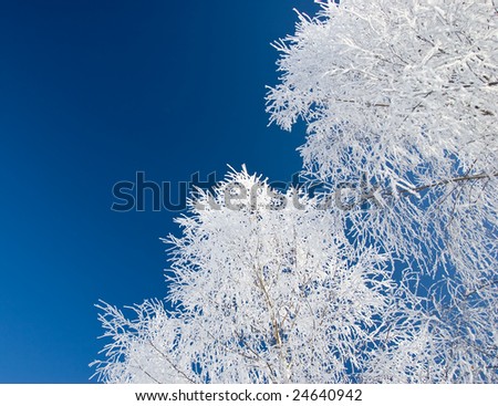 Frozen trees in winter isolated over a deep blue sky background