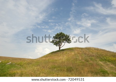 Lonely tree (pine-tree) on the hill in summertime