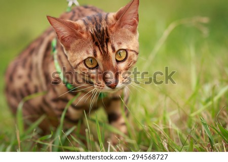 A close portrait of a single bengal cat hunting in natural surroundings