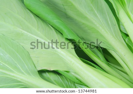 Chinese Cabbage also known as bok choy used in chinese dishes