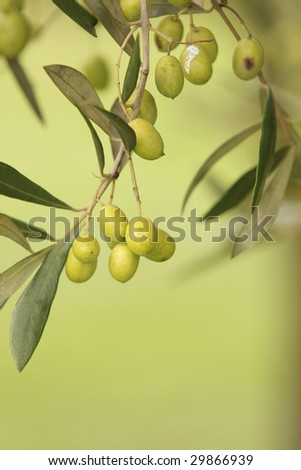 Olive Tree With Branches and Leaves Unplucked