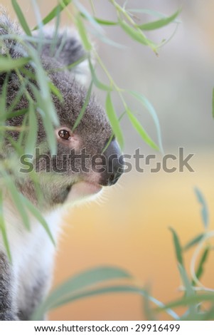 Koala Bear Animal Hugging a Tree Branch