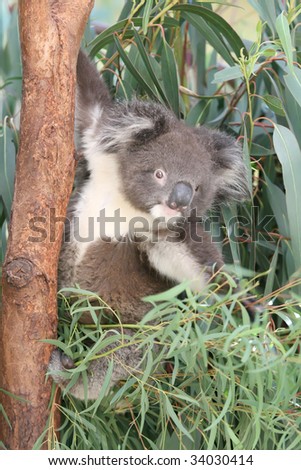 Koala Bear Animal Hugging a Tree Branch