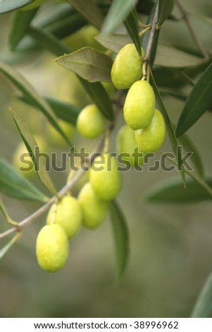 Olives Hanging Fresh From a Tree Branch