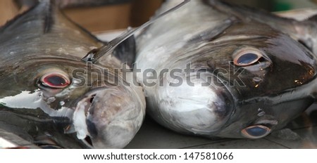 Two fresh fish faces