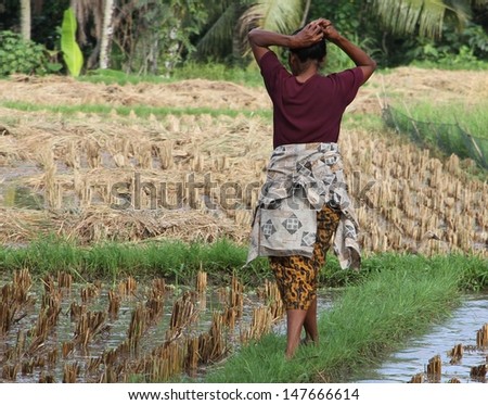 DENPASAR, INDONESIA - MAY 12:  A traditional scene of a local Balinese woman putting her hair up as she walks between rice paddies, taken in Ubud, Denpasar, Bali, Indonesia on May 12, 2013.