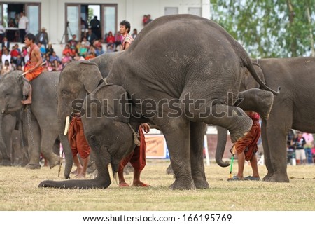 SURIN, THAILAND - NOVEMBER 17: An elephant standing on his trunk during a circus act at the Elephant Roundup Festival in Surin, Thailand on the 17th November, 2013.