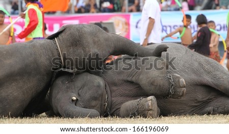 SURIN, THAILAND - NOVEMBER 17: Two elephants taking a rest during the circus act at the Elephant Roundup Festival at Surin, Thailand on the 17th November, 2013.