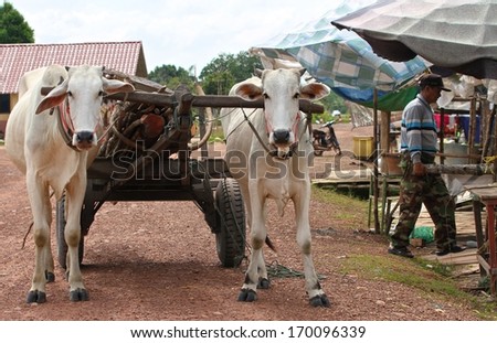 SIEM REAP, CAMBODIA - NOVEMBER 24: A traditional bullock cart with two bullocks on a dirt road in the countryside of Siem Reap, Cambodia on the 24th November, 2013.