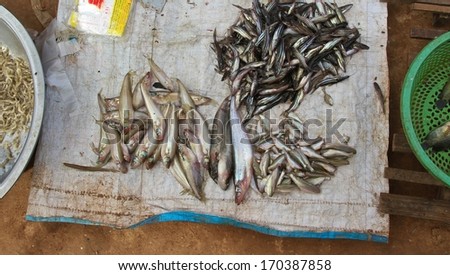 Small silver fish on display for sale at a local market in Cambodia.