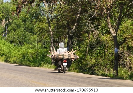SIEM REAP, CAMBODIA - NOVEMBER 26: A typical scene of a farmer carrying pigs on the back of a motorbike on a countryside road near Siem Reap, Cambodia on the 26th November, 2013.