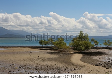 The foreshore with mangroves at low tide at Port Douglas, Queensland, Australia in the summer.