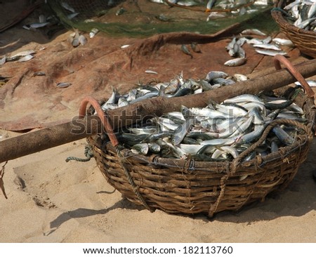 A basket of freshly caught small silver fish sitting on the sand at the beach in Negombo, Sri Lanka.