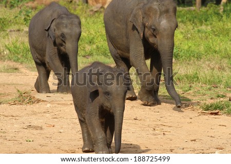 Three baby elephants at the Udawalawe Elephant Transit Home and Information Centre Department of Wildlife Conservation Sri Lanka.