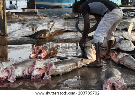 COLOMBO, SRI LANKA - MARCH 1: Fishermen and their boats full of fish at the  morning fish market at Negombo near Colombo, Sri Lanka on the 1st March, 2014.