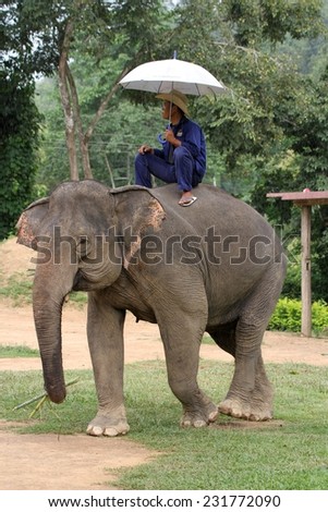 LUANG PRABANG, LAOS - AUGUST 16:\
A mahout sitting on an elephant at The Elephant Village outside of Luang Prabang, Laos on the 16th August, 2014.