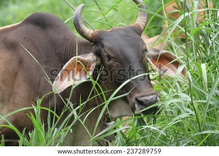 Close up of a humped zebu, the indigenous cattle of Thailand grazing on the side of the road in the country town of Kanchanaburi, Thailand.