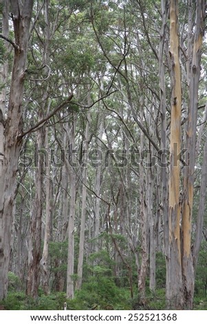Native trees of the Boranup Karri Forest in the Margaret River region south of Perth, Western Australia, Australia.