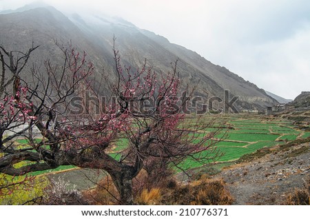 Single Cherry Tree high in mountains on a foggy morning with rice fields and a mountain on a background