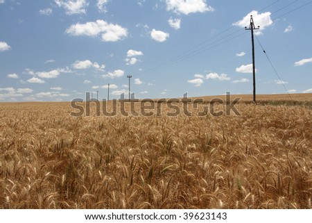 Telephone lines running through a wheat field.