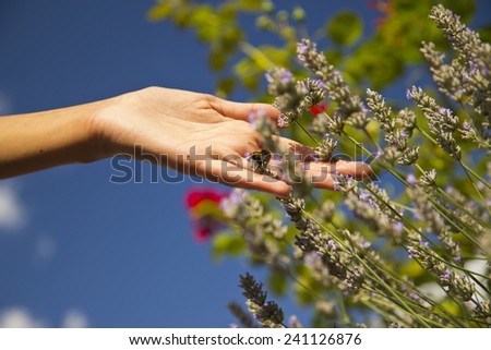 Hand touching lavender / Connect to Nature / Hand touching lavender