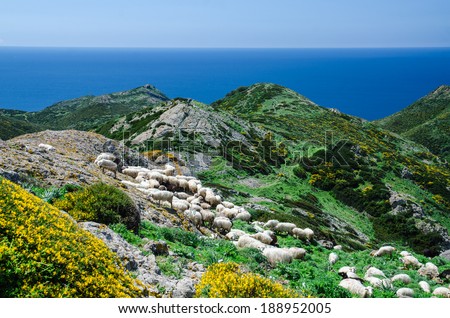 Grazing sheep on the coast of Sardinia near Bosa, Oristano