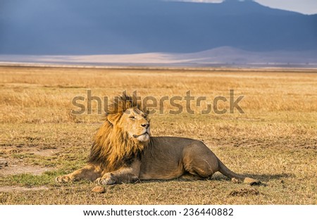 Lonely lion resting in the Ngorongoro Crater, Tanzania