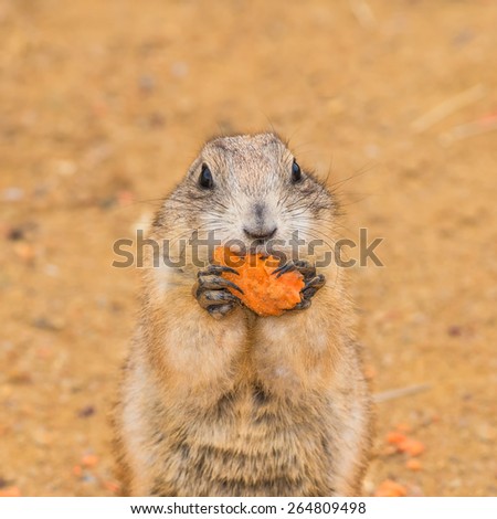 Prairie dog (genus cynomys)  eating a carrot