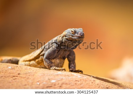 Portrait of eastern collared lizard (Crotaphytus collaris), also called common collared lizard or Oklahoma collared lizard