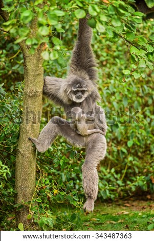 Silvery gibbon (Hylobates moloch) with a newborn. The silvery gibbon ranks among the most threatened species.