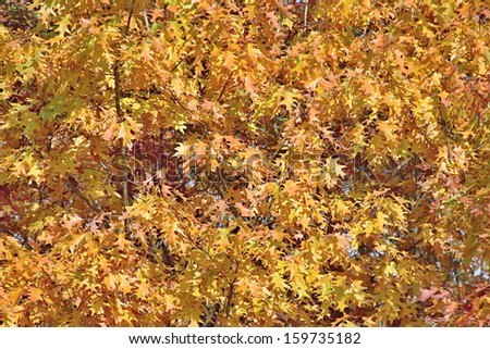 Photo of Autumn Colourful Leafs made in the late autumn.