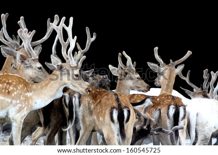 rain deers and their beautiful horns in safari
