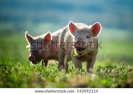 Happy Piglets Eat Grass