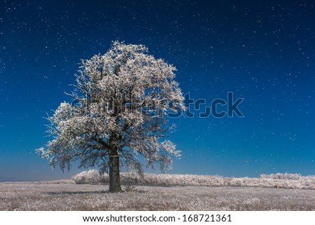 Snowy tree under the morning stars