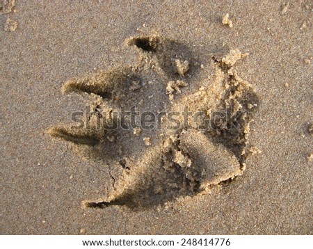 footprint of an animal in the wet sand