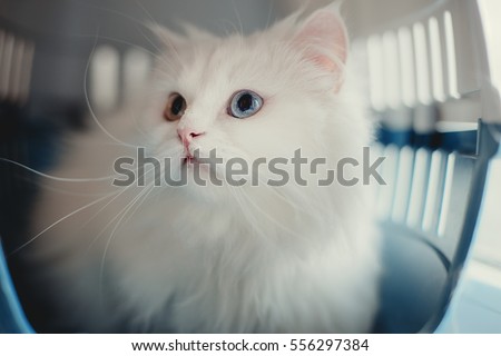 white cat in plastic carrying / inside the box