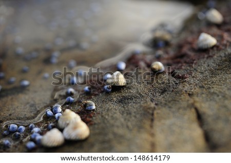 Sea Shells on rocks close up macro shot