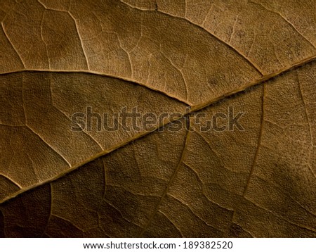 Close up macro image of a leaf showing the veins and lamina or leaf blade.