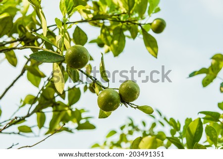 citrus fruits grow on tree