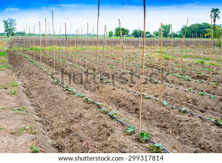cucumber field growing with drip irrigation system in the countryside
