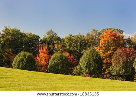 Autumn trees on the fringe of the forest
