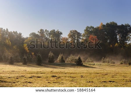 Morning fog on the fringe of the autumn forest
