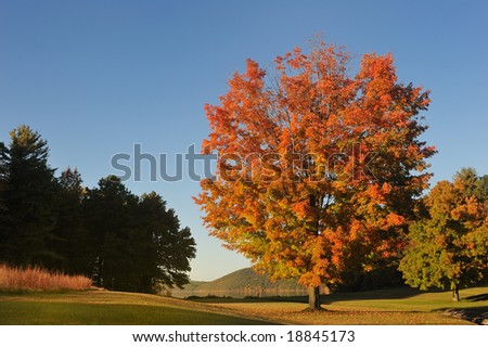Multicolored tree on the fringe of the forest