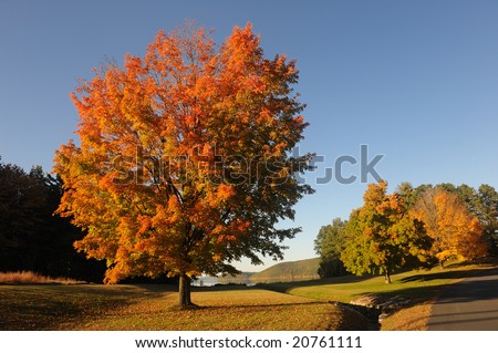 Multi-colored autumn tree