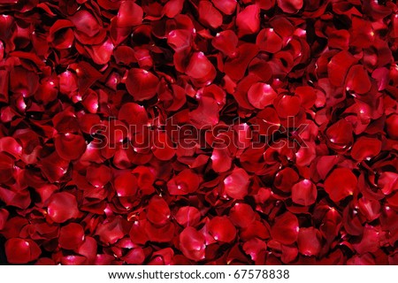 stock photo : Background of red rose petals