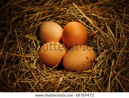 Two chicken eggs in the nest