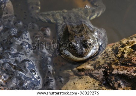 Common frog (Rana temporaria) in garden pond resting next to frog spawn in spring. Focus on frog\'s face.