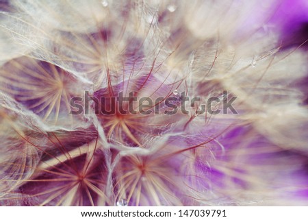 Dandelion on a purple background