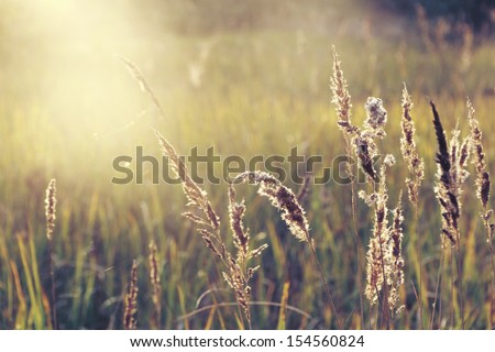 Field Of Grass During Sunset